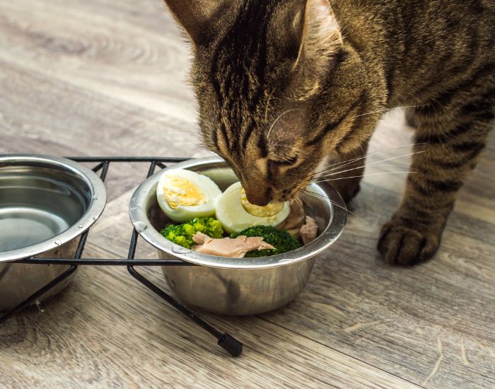 O notă foarte importantă pentru tutorii pisicilor este că albușul are un potențial alergen, așa că este indicat să începeți doar cu gălbenușul atunci când îi dați un ou pisicii dumneavoastră. 